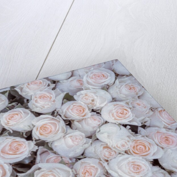 Full frame of Roses by Assaf Frank